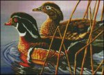 (image for) 2 Beautiful Wood Ducks